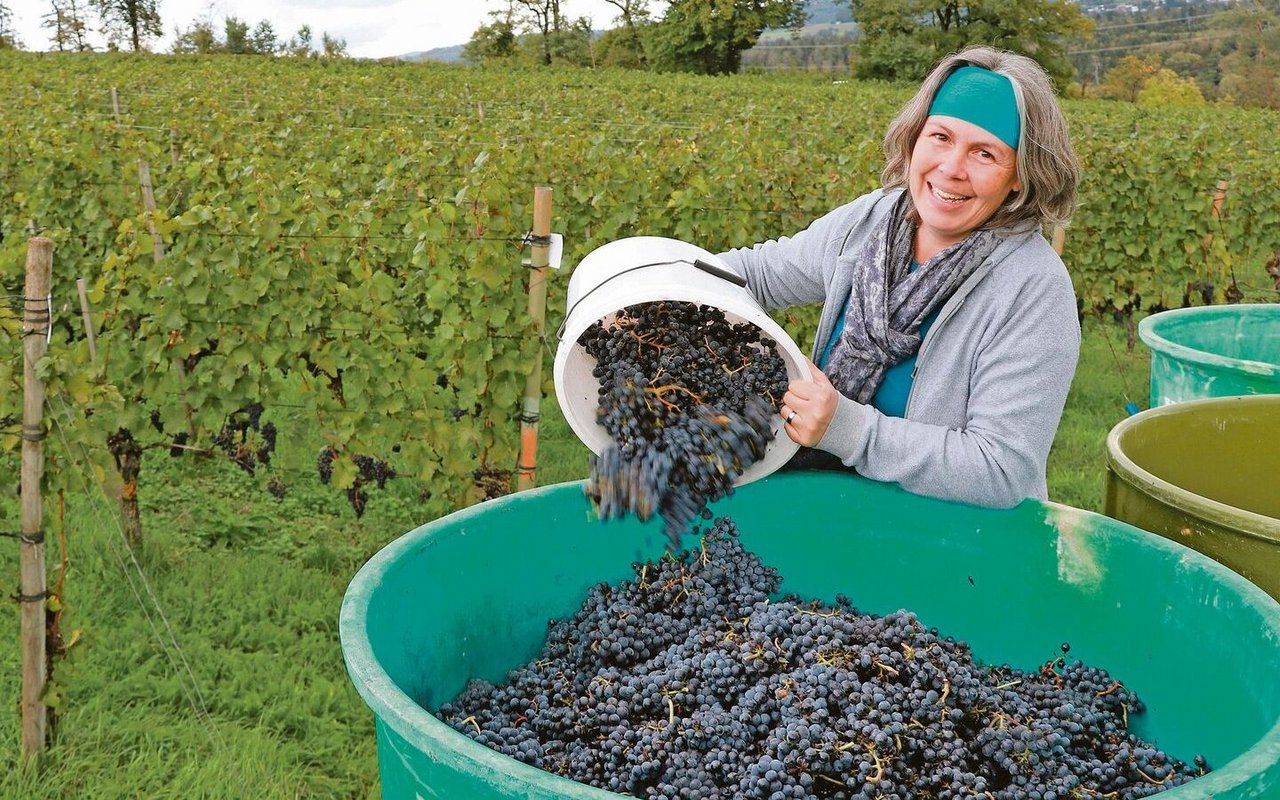 Schon als Kind half Judith Schödler auf dem elterlichen Rebberg in Villigen, heute ist sie die Chefin. Das Traubenlesen ist ein Höhepunkt im Jahr, aber nur ein Teil des Weingeschäfts. 