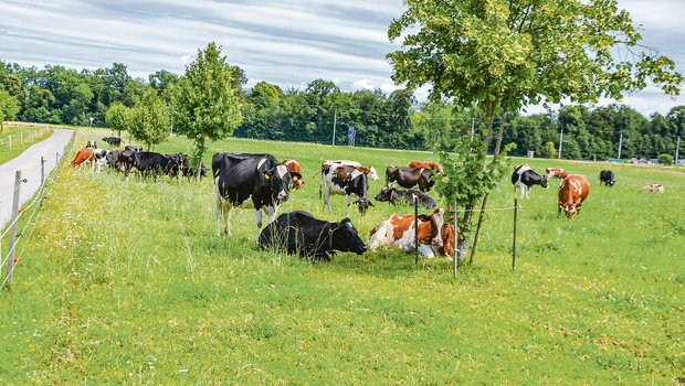 Die Kuhherde ist gemischt: Es sind Kreuzungen mit neuseeländischer Genetik, Kiwi Cross, Jersey, British Friesian oder Swiss Fleckvieh darunter. (Bilder Peter Fankhauser)