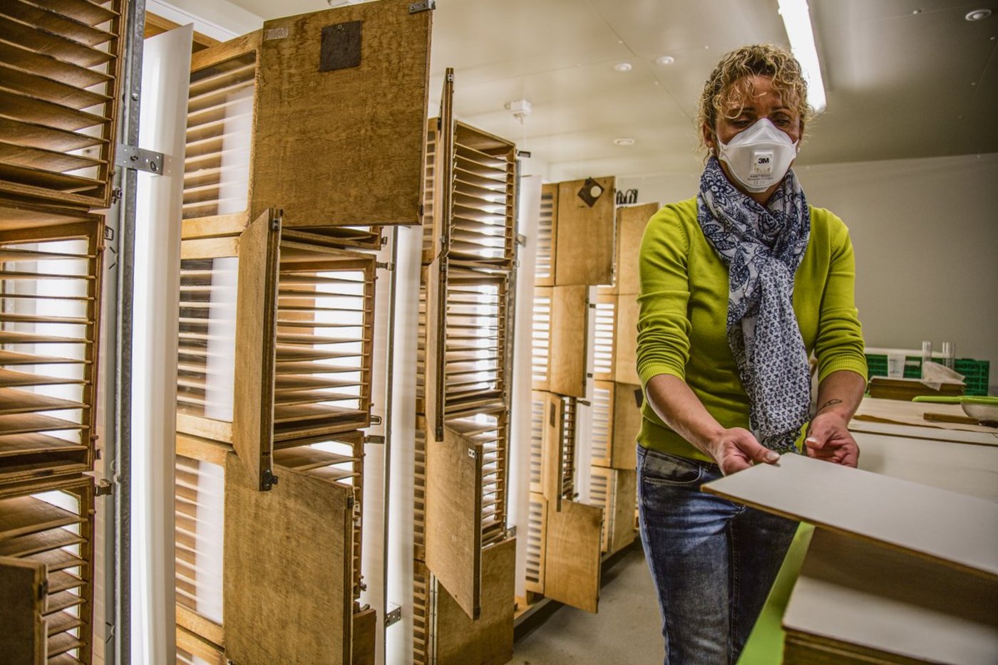 Durch die grosse Ansteckungsgefahr mit dem Coronavirus splittet UFA-Samen Nützlinge sein Team, um die Produktion von Trichogramma-Schlupfwespen weiterhin aufrechtzuerhalten. (Bild Pia Neuenschwander)