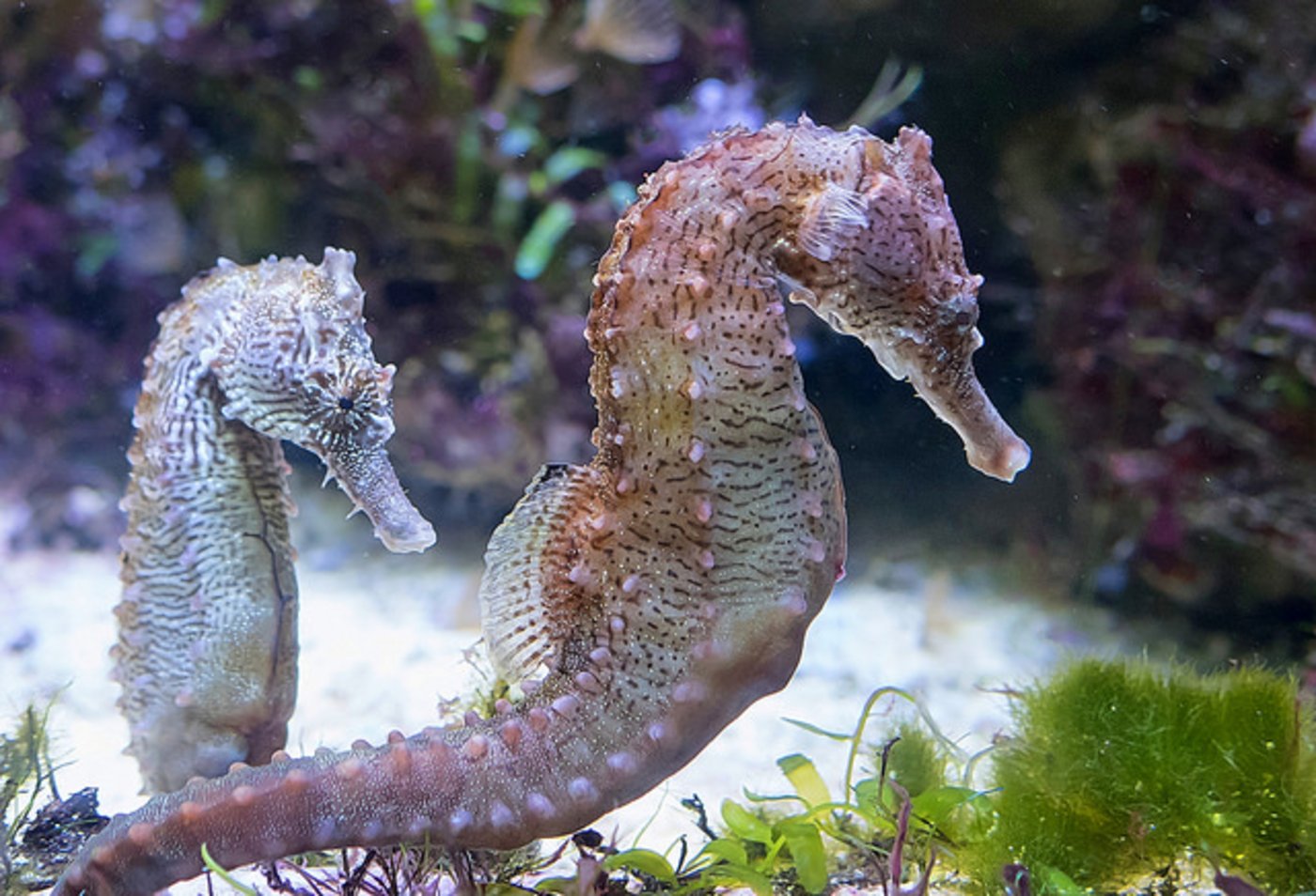 Seit kurzem bewohnen auch Seepferdchen den Zoo Zürich. (Bild Pixabay)