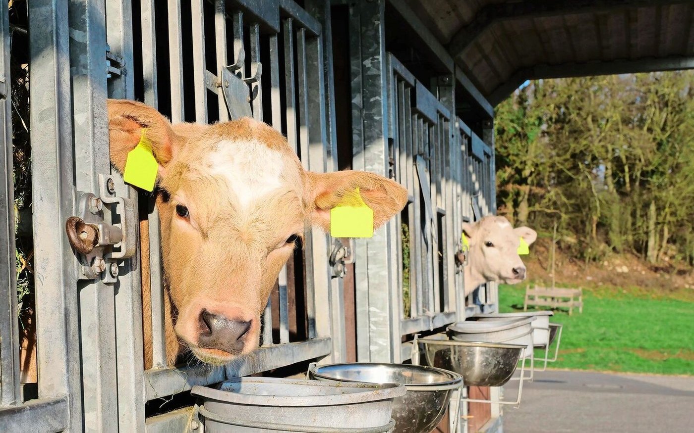 Ein Hingucker, diese pastellfarbenen Kälber. Die Farbe ergibt sich durch Kreuzungen von RH- (Kalb l.) oder HO-Kühen (r.) mit einem Charolais-Stier.