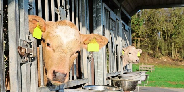 Ein Hingucker, diese pastellfarbenen Kälber. Die Farbe ergibt sich durch Kreuzungen von RH- (Kalb l.) oder HO-Kühen (r.) mit einem Charolais-Stier.