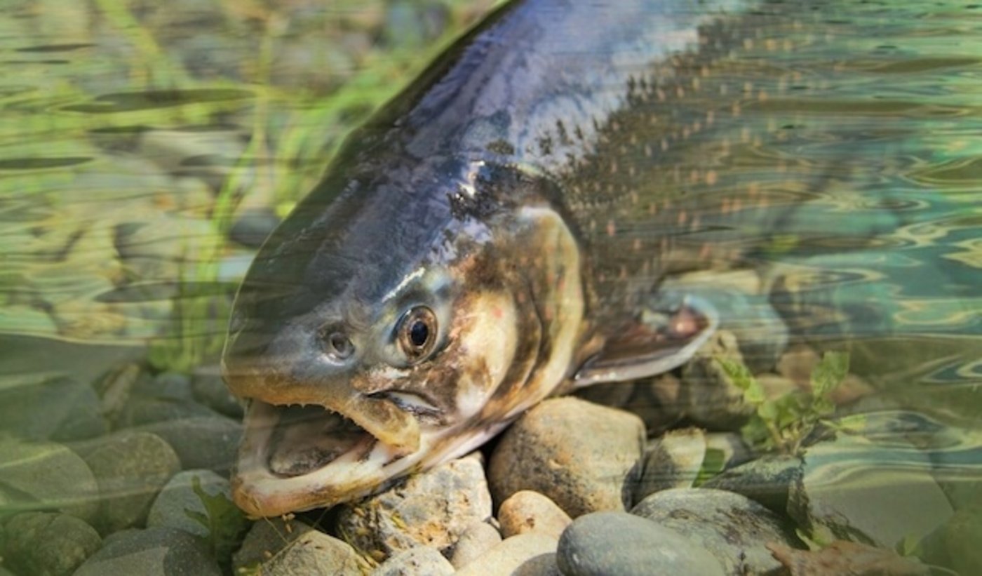 Für gewisse Tests schreibt die OECD allerdings Versuche an lebenden Fischen vor. (Bild Pixabay)