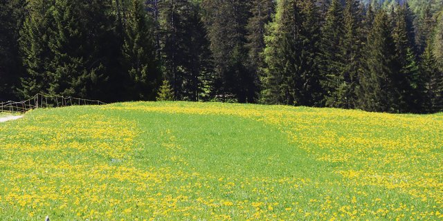 Auch ohne Zaun ist die Koppeleinteilung noch erkennbar. Je nach Witterung wächst das Gras unterschiedlich nach.(Bild Vrena Crameri-Daeppen)