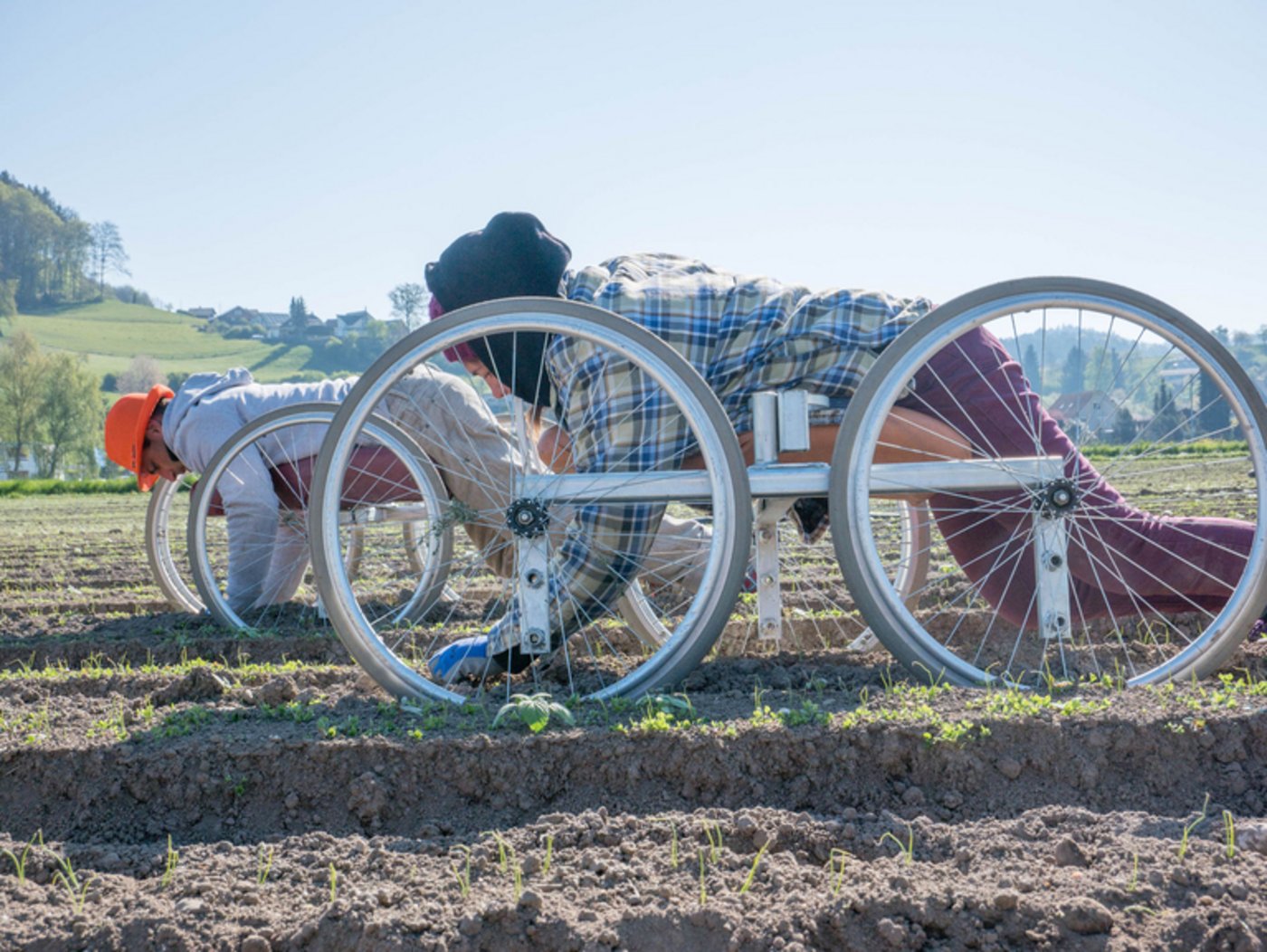 Die Lohn-Jäter unterwegs auf dem Biozwiebelfeld in Madiswil. (David Eppenberger)