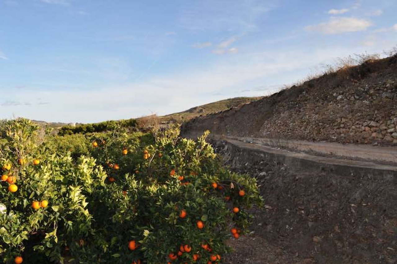 Orangen gehören in Valencia zu den wichtigsten und einträglichsten Kulturen. (Bilder Ramona Riedener)