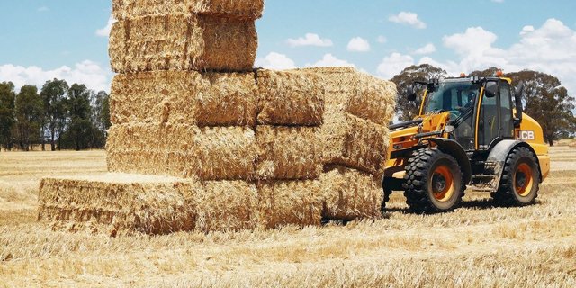 Harte Arbeit unter der australischen Sommersonne: Josy Langs Familie hat knapp 800 grosse Quaderballen pressen können, die nun für zwei Jahre als Einstreu dienen.