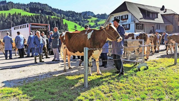 Die Auffuhren an den öffentlichen Märkten waren im vergangenen Jahr deutlich tiefer als noch 2022.