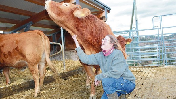 Martina Guyer krault die Limousin-Kuh Liv. Alle Tiere auf dem Schürlihof sind handzahm. Der tägliche Umgang mit ihren Rindern bedeutet für die Landwirtin Erholung.