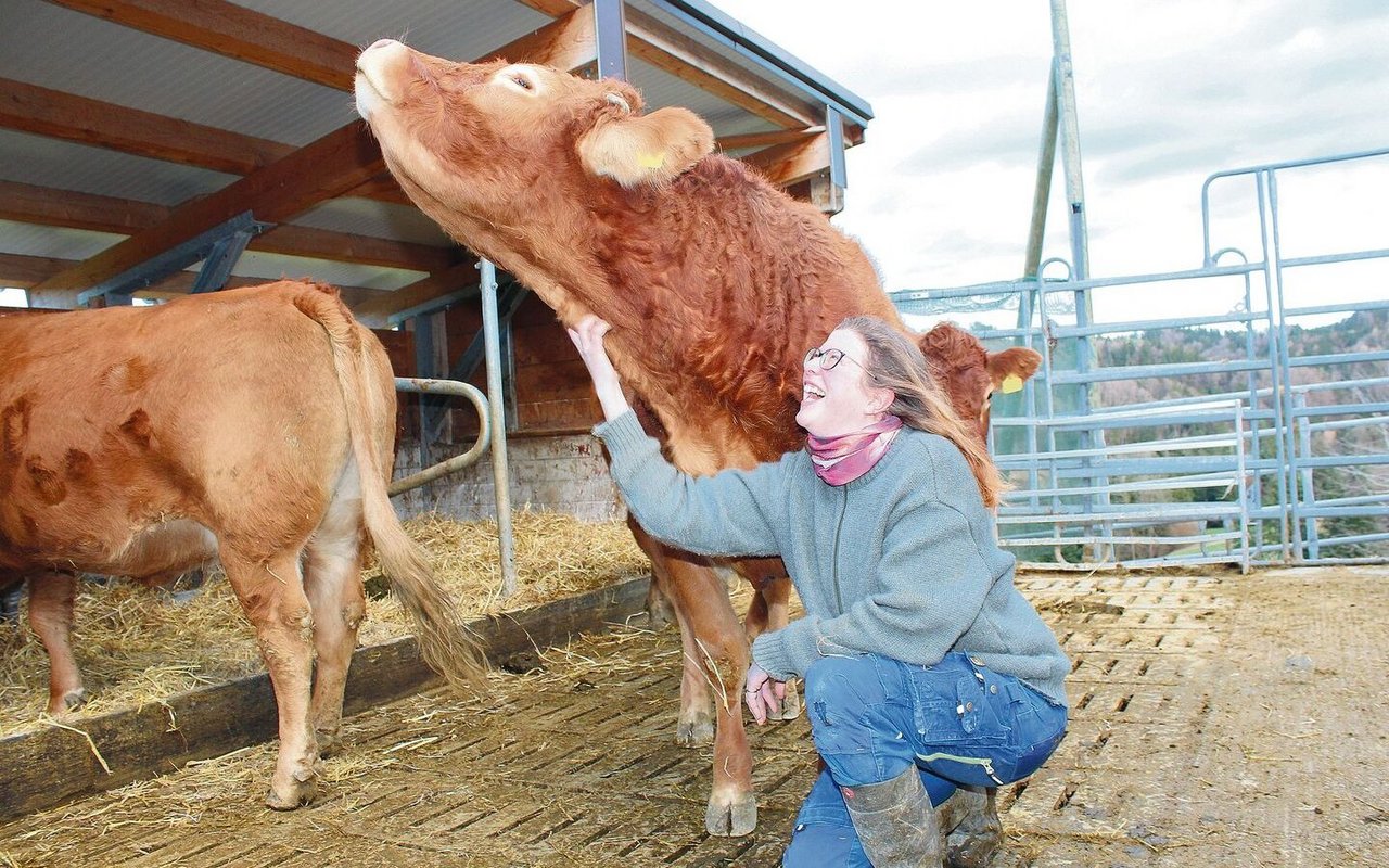 Martina Guyer krault die Limousin-Kuh Liv. Alle Tiere auf dem Schürlihof sind handzahm. Der tägliche Umgang mit ihren Rindern bedeutet für die Landwirtin Erholung.