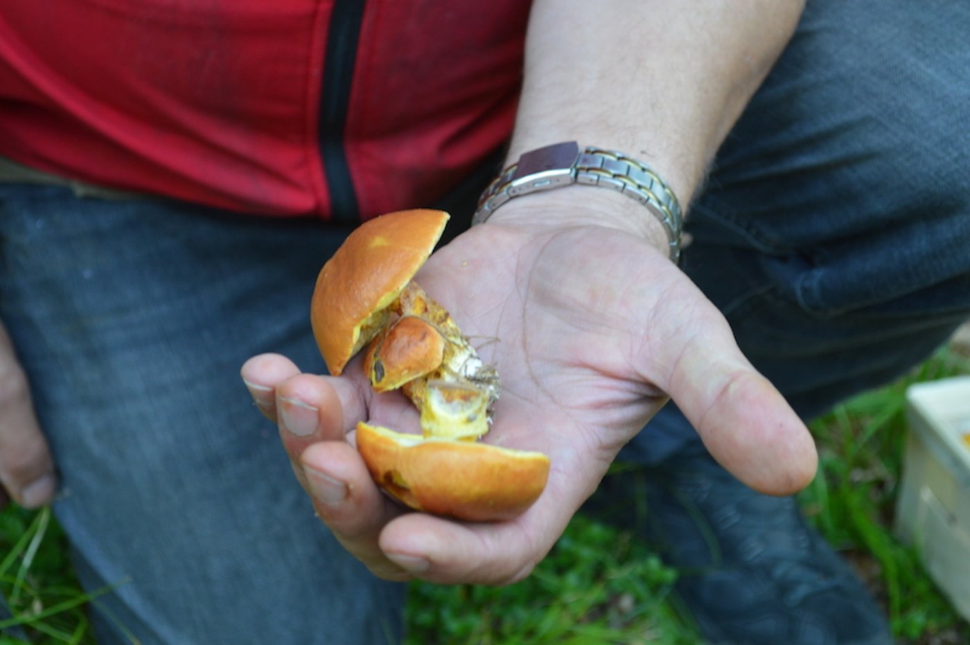 Ein leckerer Fund - Goldröhrling.