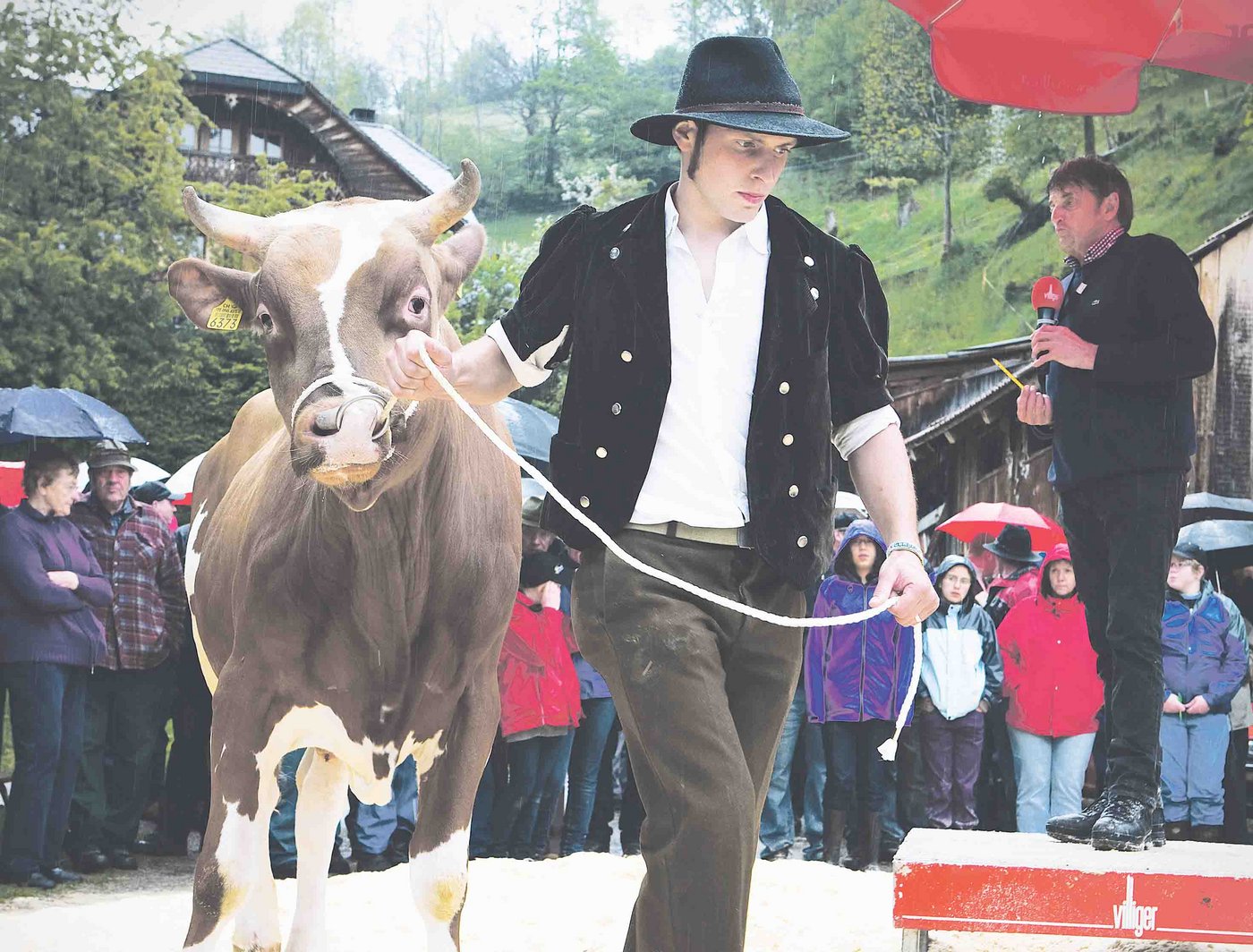 Im Viehhandel  - auch auf Auktionen - gilt die Viehwährschaft einzig und allein schriftlich. (Bild Markus Bühler)