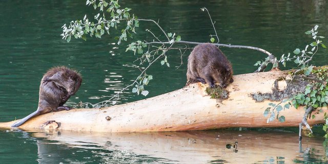 Im Sommer kann man mancherorts Biber an der Aare beobachten. (Bild Screenshot aargauerzeitung.ch/ Fotograf Fabio Baranzini)
