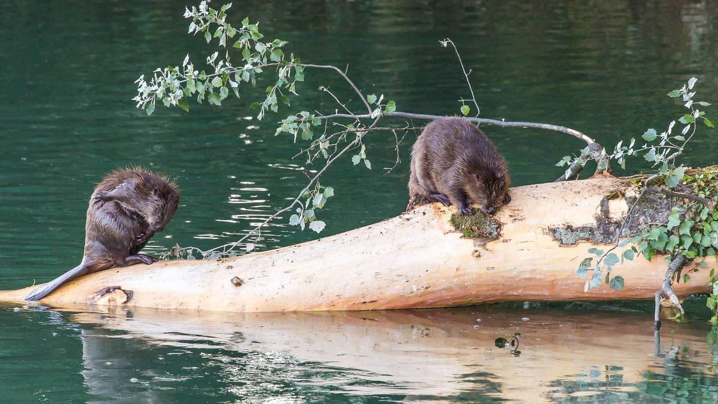 Im Sommer kann man mancherorts Biber an der Aare beobachten. (Bild Screenshot aargauerzeitung.ch/ Fotograf Fabio Baranzini)