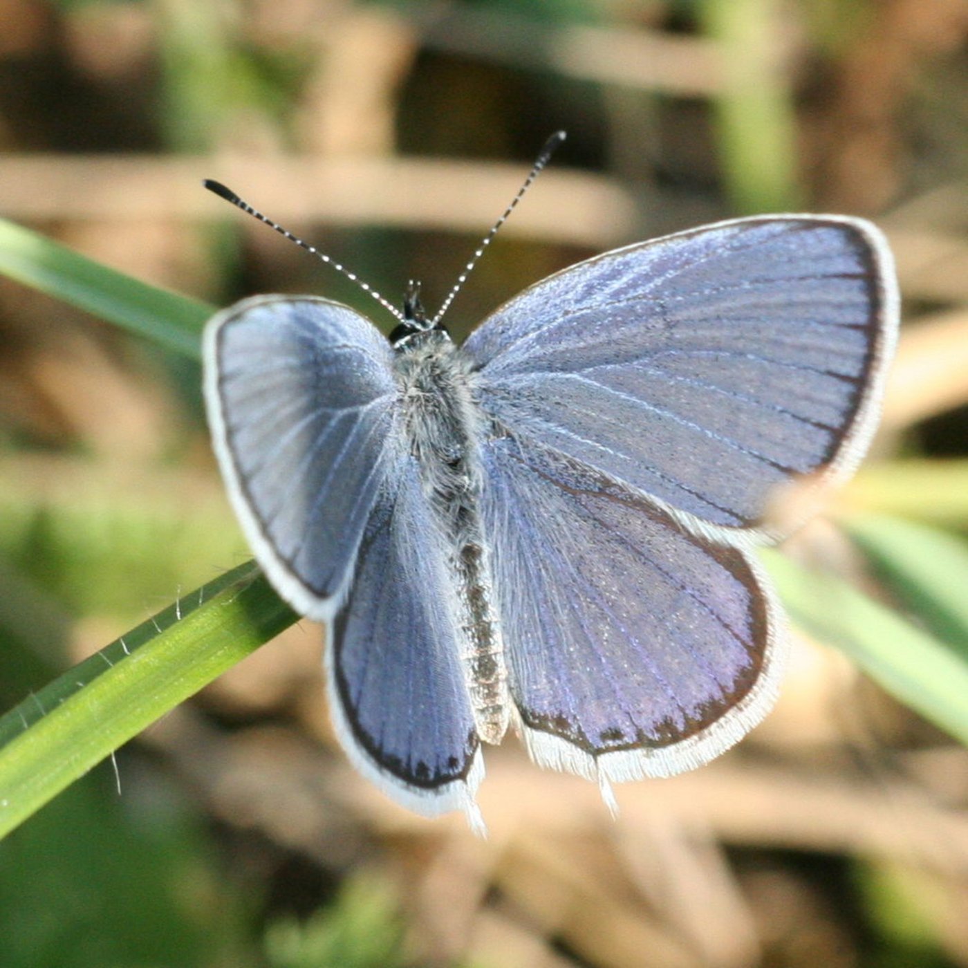 Auch der Kurzschwänzige Bläulig ist als eine wärmeliebende Art ein Profiteur des Klimawandels. (Bild Wikipedia)