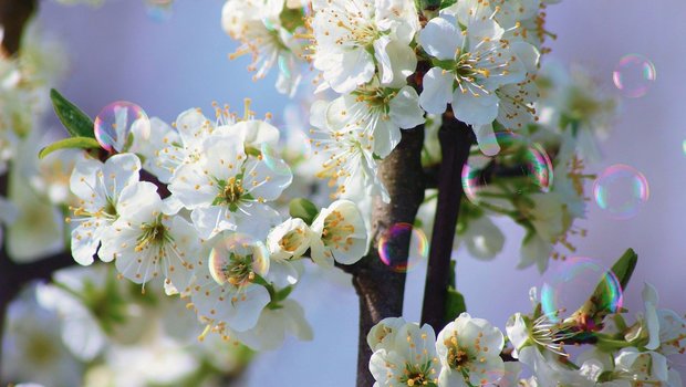 Anders als die bisher getesteten Bestäubungsroboter zerstören die Seifenblasen die Obstblüten nicht. (Bild Pixabay)