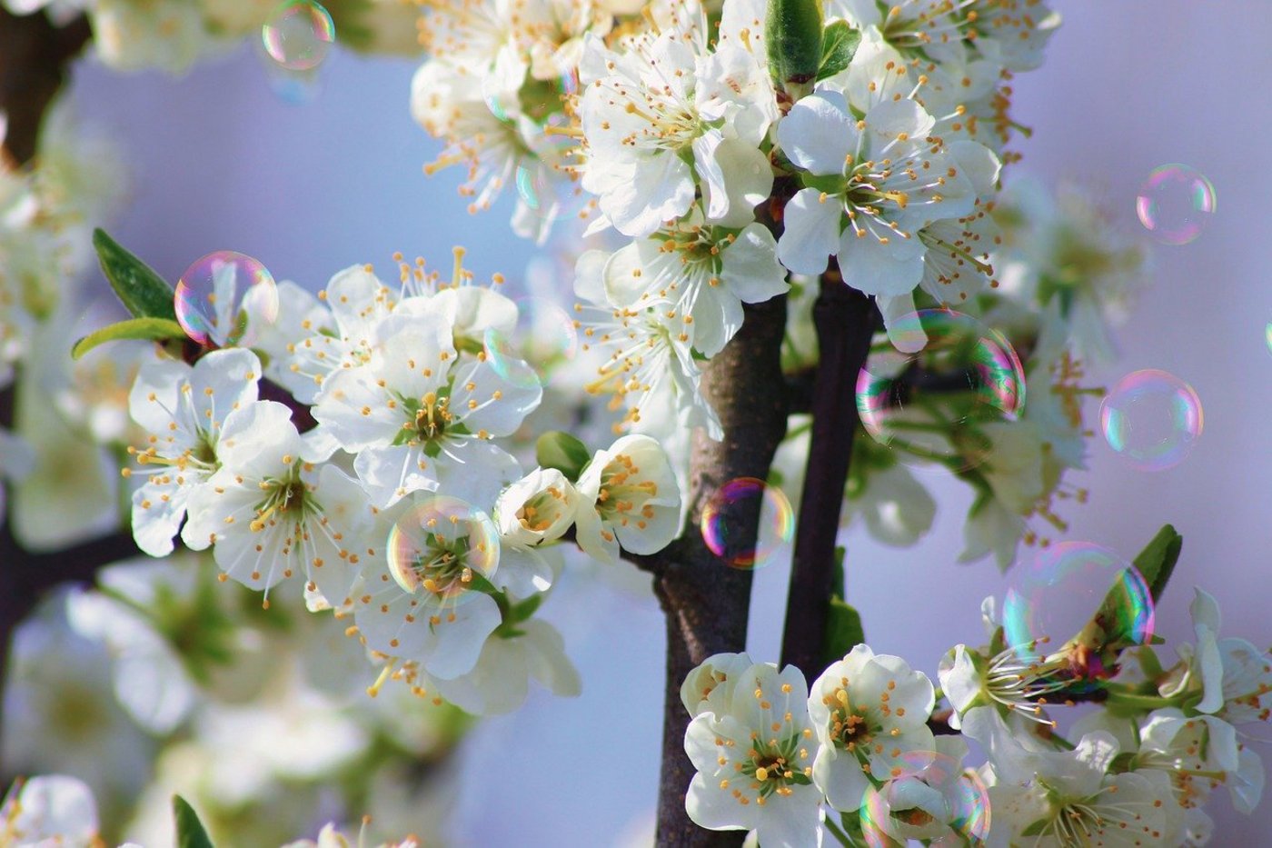 Anders als die bisher getesteten Bestäubungsroboter zerstören die Seifenblasen die Obstblüten nicht. (Bild Pixabay)