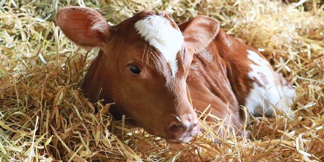 Ein tiefes Strohbett sorgt dafür, dass sich die Kälber einnisten können. So entsteht ausreichend Wärme, die die Tiere vor Krankheiten schützt.