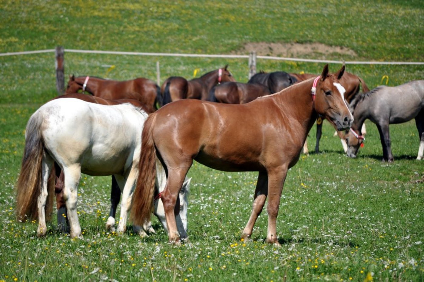 30 Fohlen verbringen seit Samstag 100 Tage auf der Hinteren Schmiedenmatt. (Bild: ai)