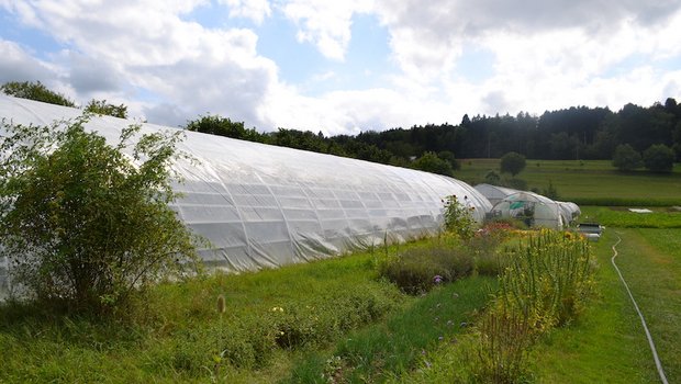 Dank der vielen Mitarbeiter (den Genossenschaftern in der Solwai) kann man kleinräumig und mit viel Handarbeit anbauen. (Bild jsc)