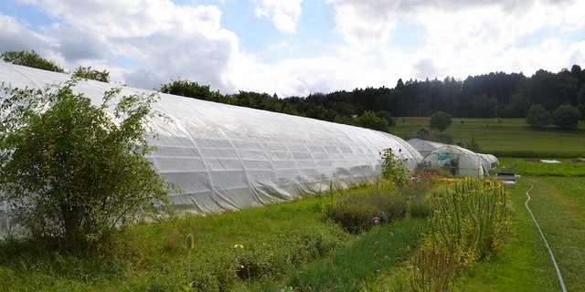 Dank der vielen Mitarbeiter (den Genossenschaftern in der Solwai) kann man kleinräumig und mit viel Handarbeit anbauen. (Bild jsc)
