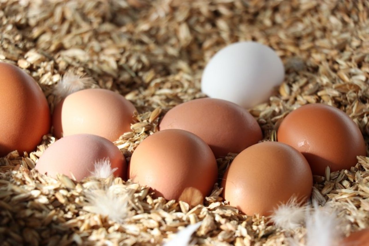 Grosser Eier sind akutell knapp, da die Hühner bei Hitze weniger essen und daher eher kleinere Eier legen. (Symbolbild Ruth Aerni)
