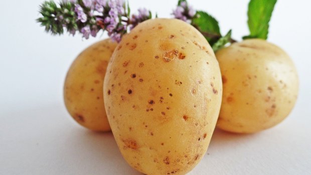 Es wurden teilweise Frassschäden und grüne Knollen festgestellt, die Qualität der Frühkartoffeln sei aber gut. (Bild HolgersFotografie/Pixabay)