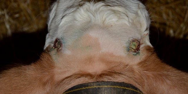 Man sieht von oben auf den Kopf eines Kalbs, dessen frisch enthornte Stellen gut zu sehen sind. (Bild Aline Küenzi)