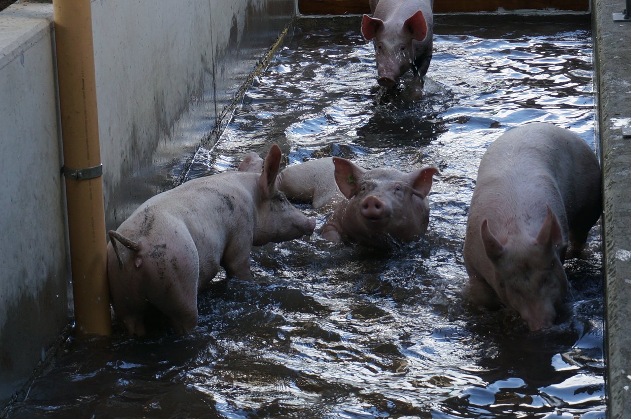 Seit 2021 ist es für Bio-Betriebe Pflicht, Schweinen eine Abkühlungsmöglichkeit zur Verfügung zu stellen. Die Tiere können so Hitzestress vorbeugen. (Bild FiBL)
