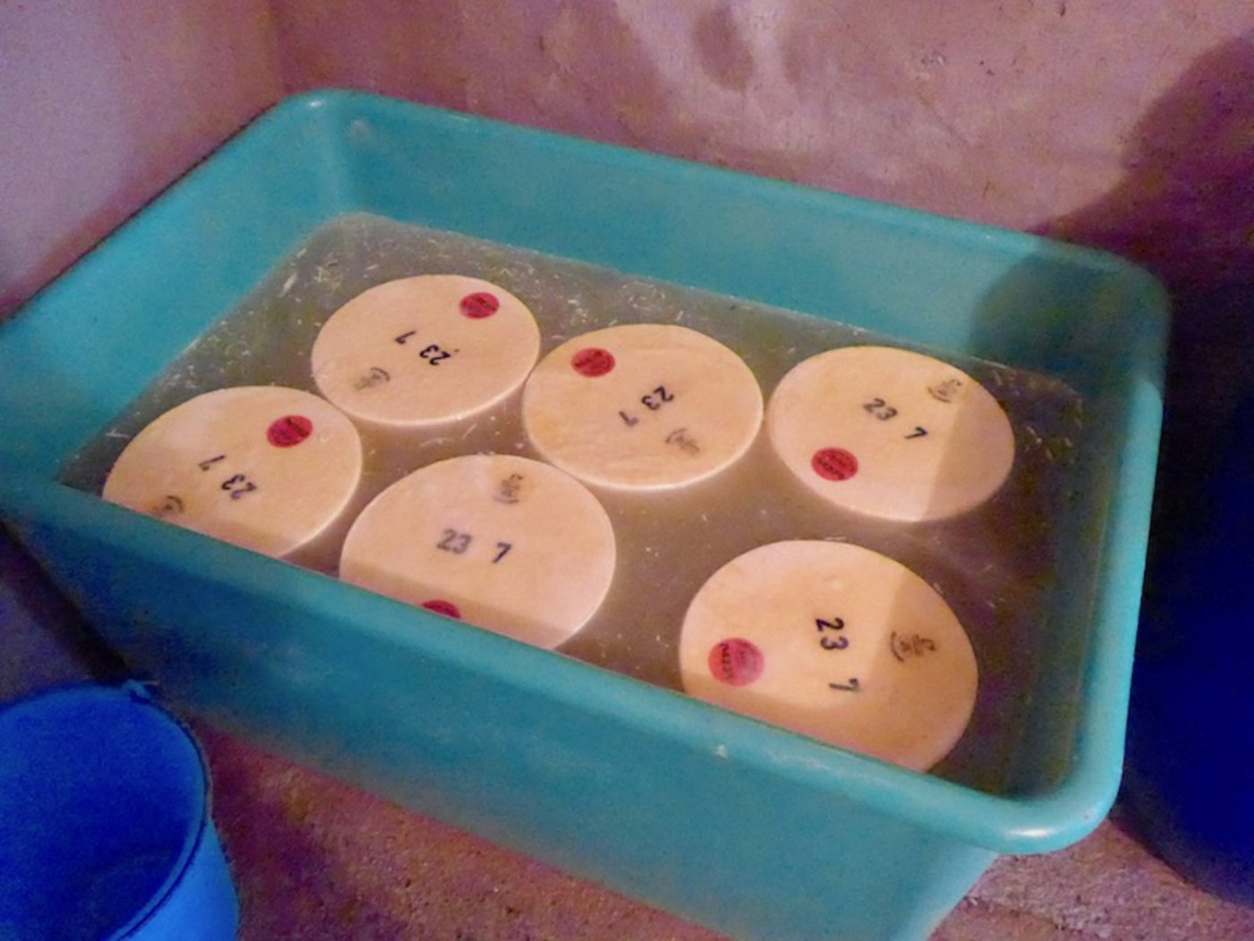 Der junge Alpkäse im Salzbad. 