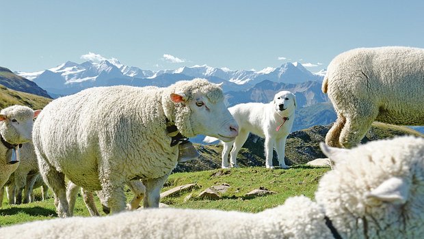 Auf den untersuchten Schafalpen in Uri und im Wallis nahmen die Kosten wegen Herdenschutz stark zu.(Symbolbild BauZ)