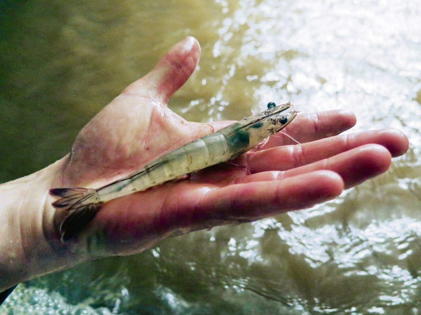 Shrimps aus der Schweiz kennen weder Absatzprobleme noch Preiskampf. Dennoch steigen kaum Betriebe ein.(Bild lid)