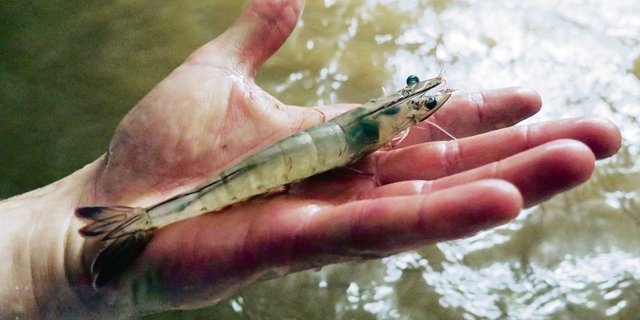 Shrimps aus der Schweiz kennen weder Absatzprobleme noch Preiskampf. Dennoch steigen kaum Betriebe ein.(Bild lid)