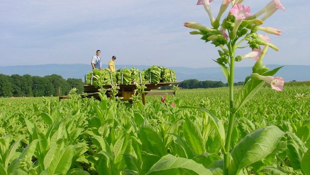 Swiss Tabac: Pflanzenschutz-Initiativen würden das Ende des Schweizer Tabaks bedeuten Swiss Tabac betont die strengen Kontrollen der Schweizer Produktion im Gegensatz zu jener im Ausland. (Bild BauZ)