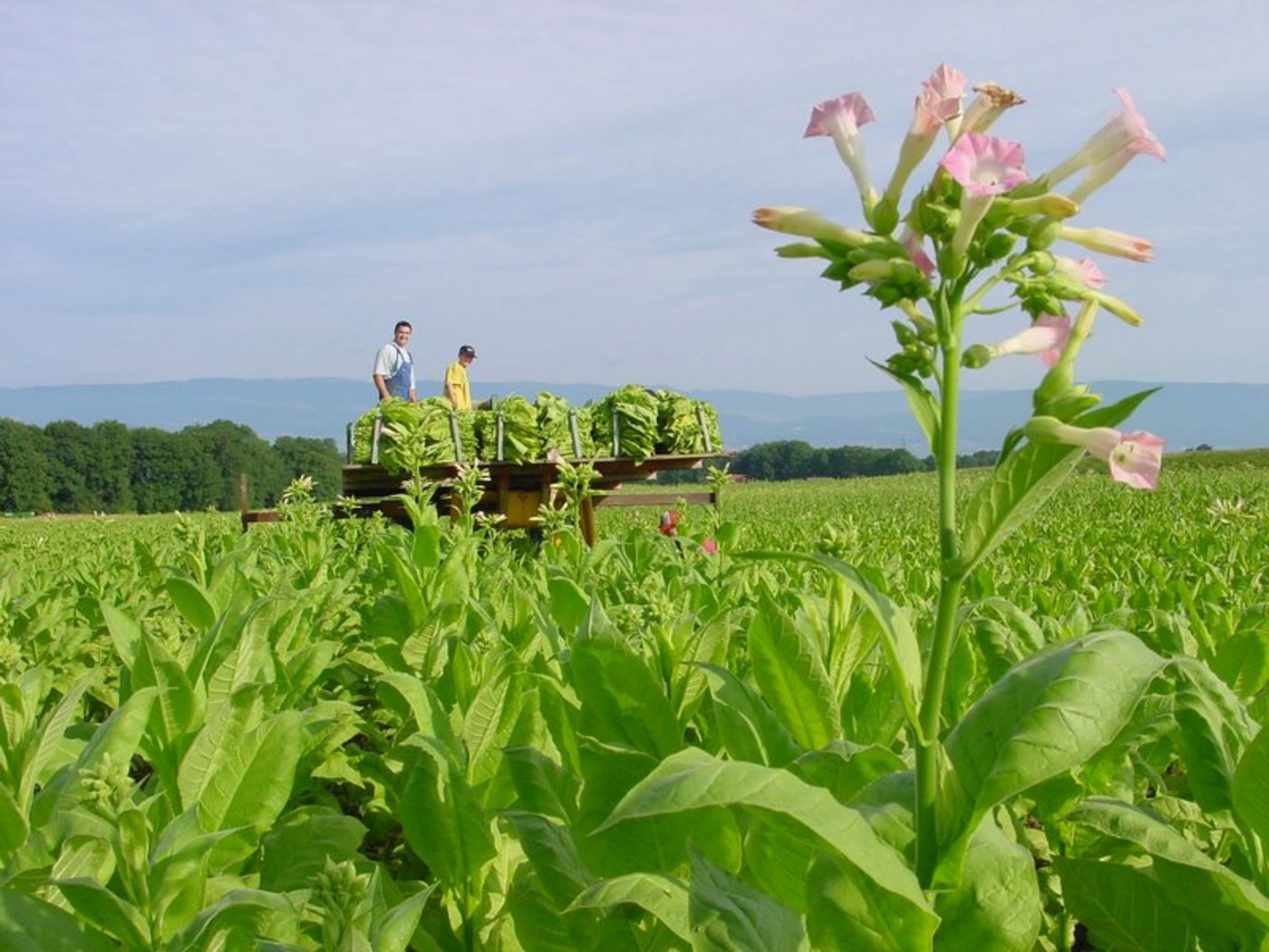 Swiss Tabac betont die strengen Kontrollen der Schweizer Produktion im Gegensatz zu jener im Ausland. (Bild BauZ)