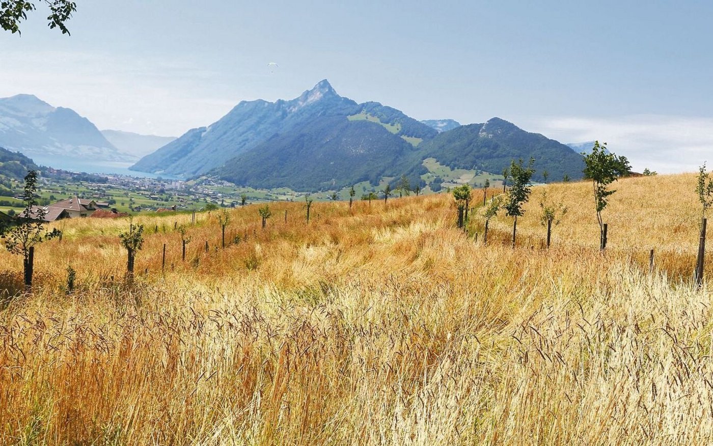 Die Obst- und Nutzholzbäume auf den Agroforstflächen vom Biohof Husmatt sind noch im Jugendstadium.