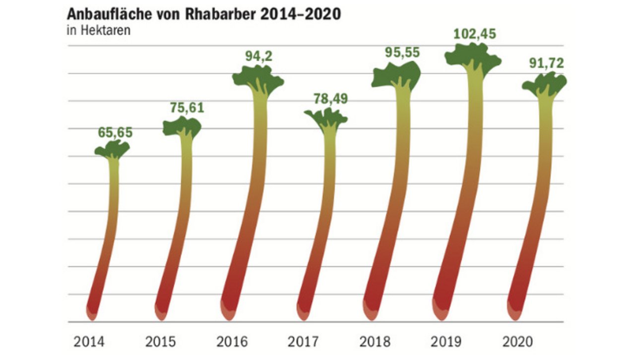 Die Konsumenten scheinen Rhabarber zu mögen, zumindest wurde in den letzten Jahren immer mehr davon in der Schweiz angebaut. (Quelle SZG/Grafik mi)