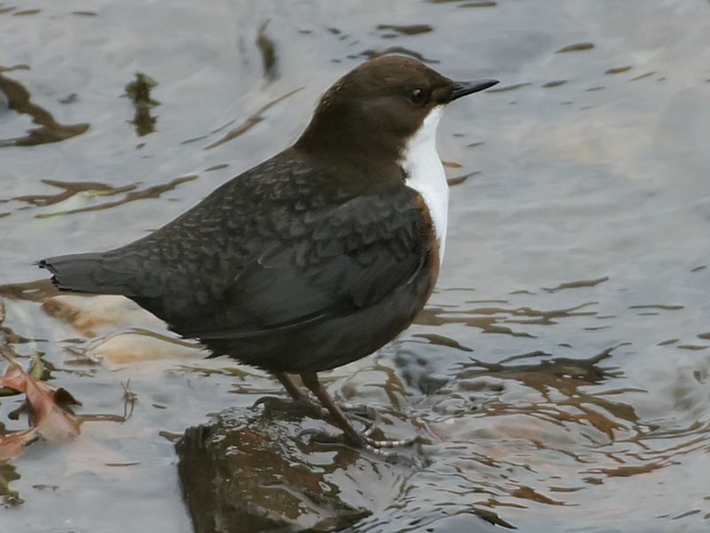 Die Wasseramsel kann schwimmen und tauchen. (Bild ThKraft)