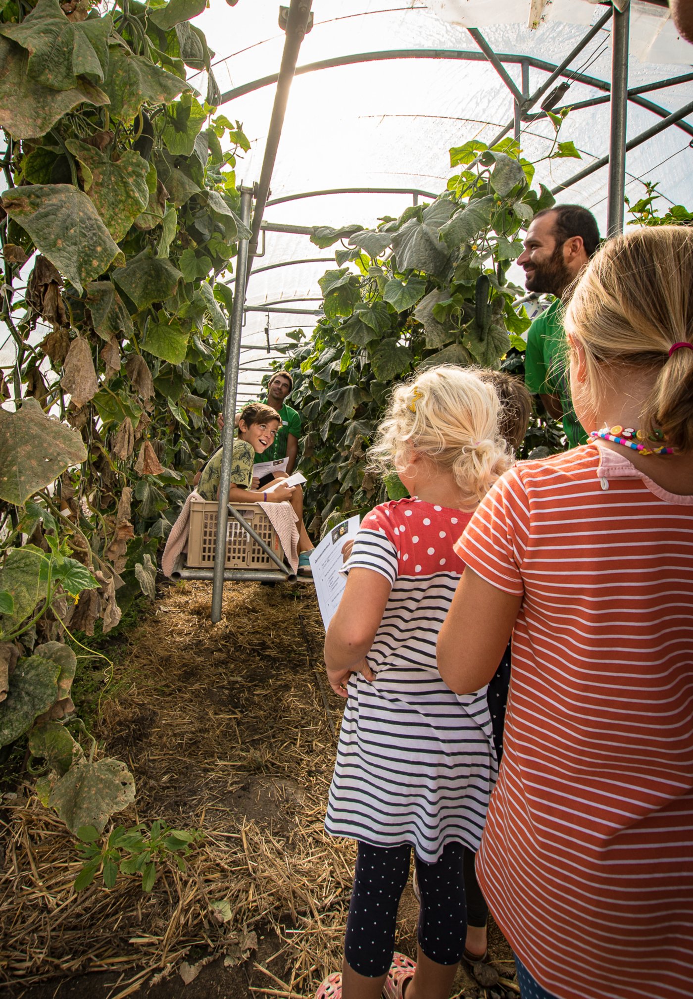 Mit dem Gurkentaxi durch die Treibhäuser.