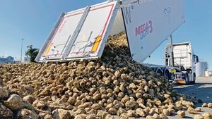 Anlieferung der Rübe Anlieferung der Rüben in Frauenfeld. Bis Ende Dezember läuft ihre Verarbeitung durch.