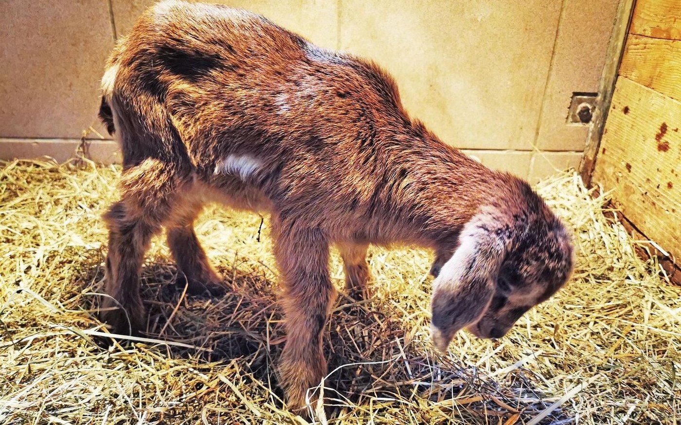 Der Kopf kann nicht mehr oben getragen werden, die Beine versagen. Dies sind typische Anzeichen, dass das Jungtier an der Glangger-Krankheit leidet.