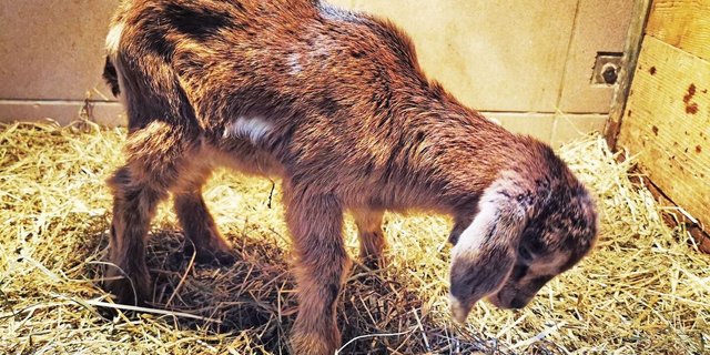 Der Kopf kann nicht mehr oben getragen werden, die Beine versagen. Dies sind typische Anzeichen, dass das Jungtier an der Glangger-Krankheit leidet.