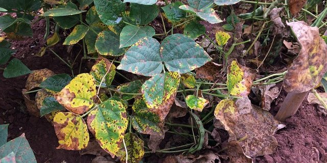 Die Angular Leaf Spot-Krankheit schmälert die Bohnenernte massiv. (Bild M.Nay/ETH Zürich)