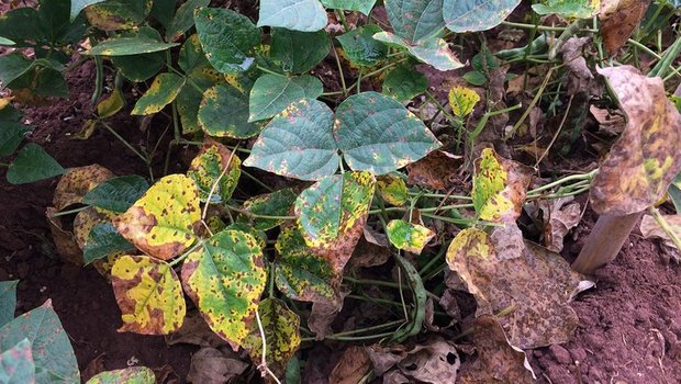 Die Angular Leaf Spot-Krankheit schmälert die Bohnenernte massiv. (Bild M.Nay/ETH Zürich)