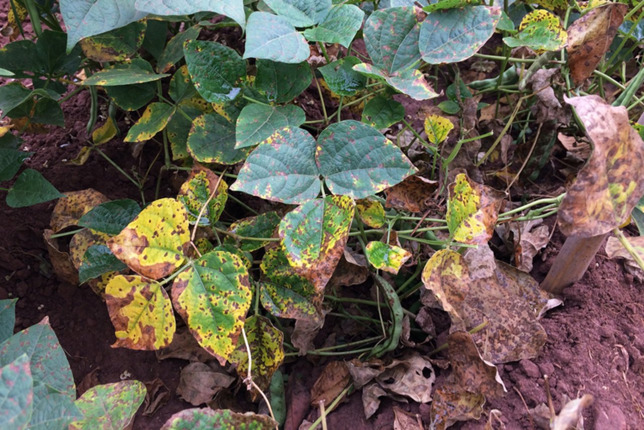 Die Angular Leaf Spot-Krankheit schmälert die Bohnenernte massiv. (Bild M.Nay/ETH Zürich)