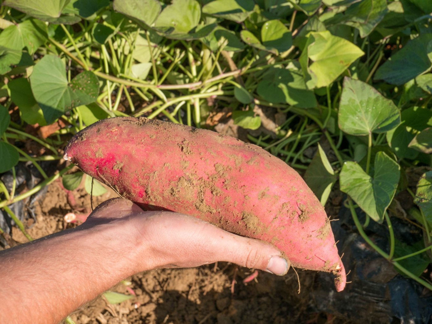 Die Nachfrage nach Schweizer Süsskartoffeln steigt.