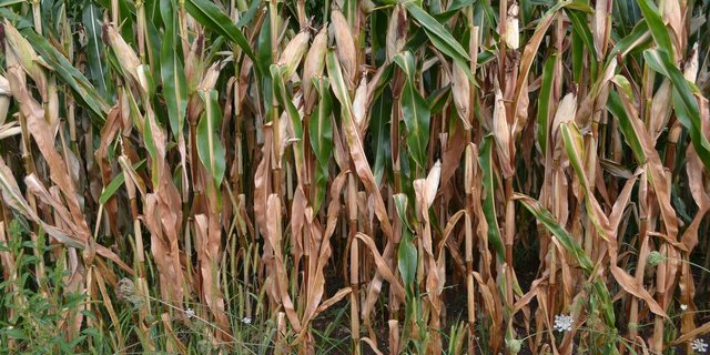 Da die aktuell herrschende Trockenheit ein Fall von höherer Gewalt ist, dürfen die Bestimmungen gelockert werden. (Bild Debora Moos)