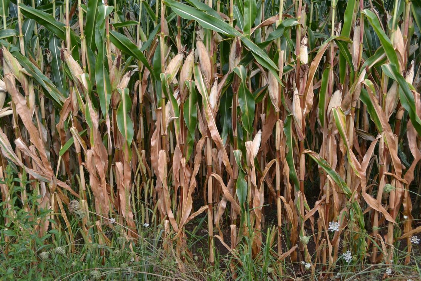 Da die aktuell herrschende Trockenheit ein Fall von höherer Gewalt ist, dürfen die Bestimmungen gelockert werden. (Bild Debora Moos)
