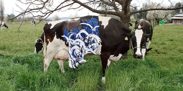 Die Kühe wunderten sich über den ungewohnten Schmuck. Im Rampenlicht standen für einmal nicht jene, die nach züchterischen Massstäben die schönsten wären.