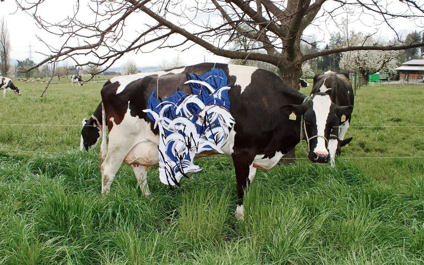 Die Kühe wunderten sich über den ungewohnten Schmuck. Im Rampenlicht standen für einmal nicht jene, die nach züchterischen Massstäben die schönsten wären.